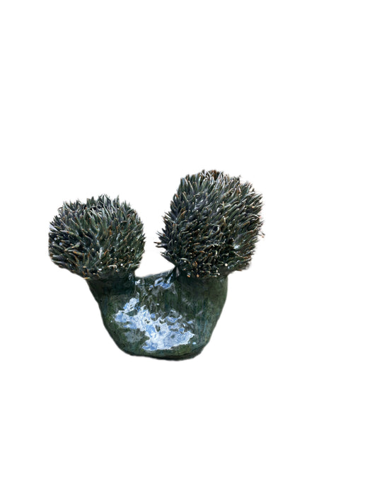 Papillae Linguales (Tongue)
